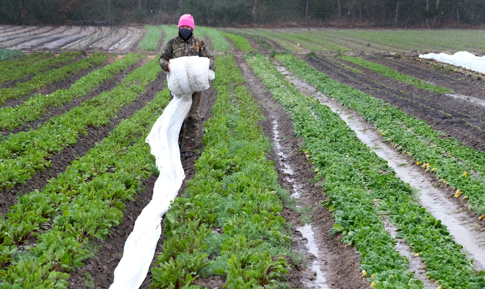 Becky Hume spreads row cover between rows of vegetables on Thursday at VRDNT Farm in Bastrop to protect produce through the freezing temperatures forecast for the weekend.