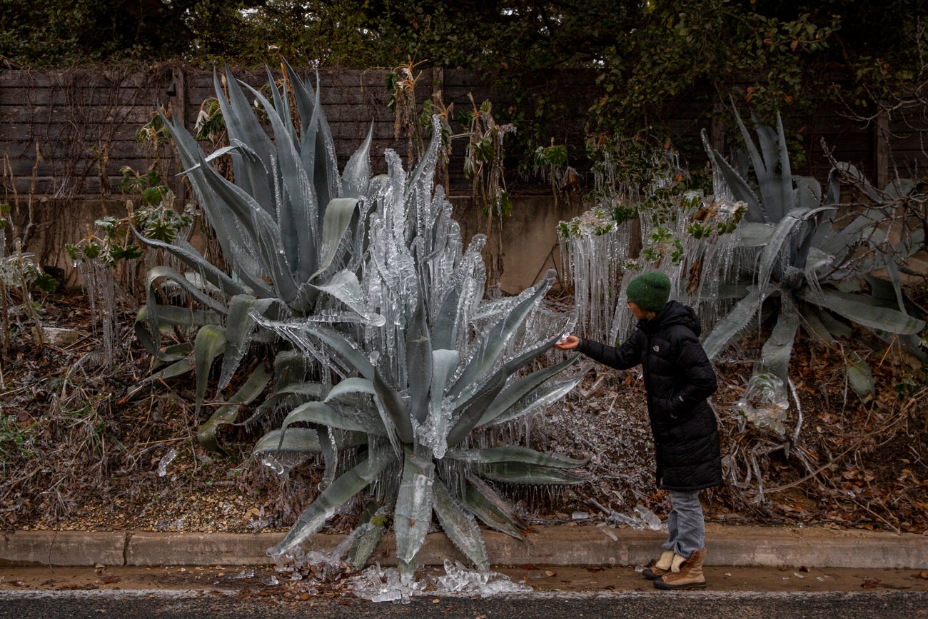Carolina Velez, 40, looks at frozen agave plants on East Side Drive in Austin on Sunday, Feb. 14, 2021. Weather forecasters are predicting Valentine's Day to be one of the coldest ever. The coldest minimum temperature on Feb. 14 in Austin was 10 degrees in 1899. The winter storm warning is in effect until noon Monday for Central Texas, including Travis, Hays, Williamson, Bastrop and Caldwell counties and has officials warning residents to stay off the road.