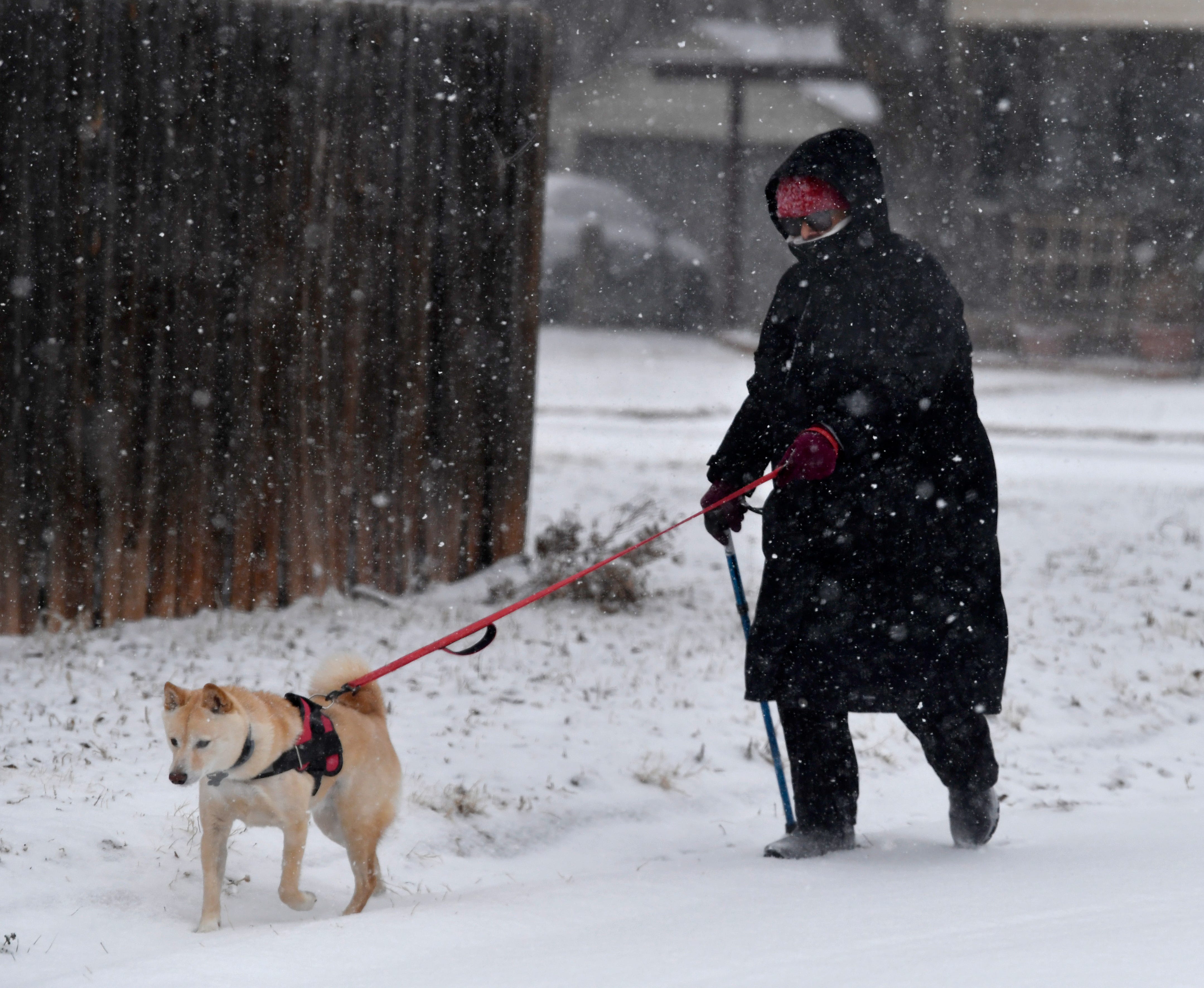 Ruth Alegria walks her dog Nikko, a Japanese snow dog Sunday morning Feb. 14, 2021. Seeming to bely his pedigree, Nikko whined at his owner when she stopped to give their names. "It's because we're not walking," Alegria laughed. "This is his weather."