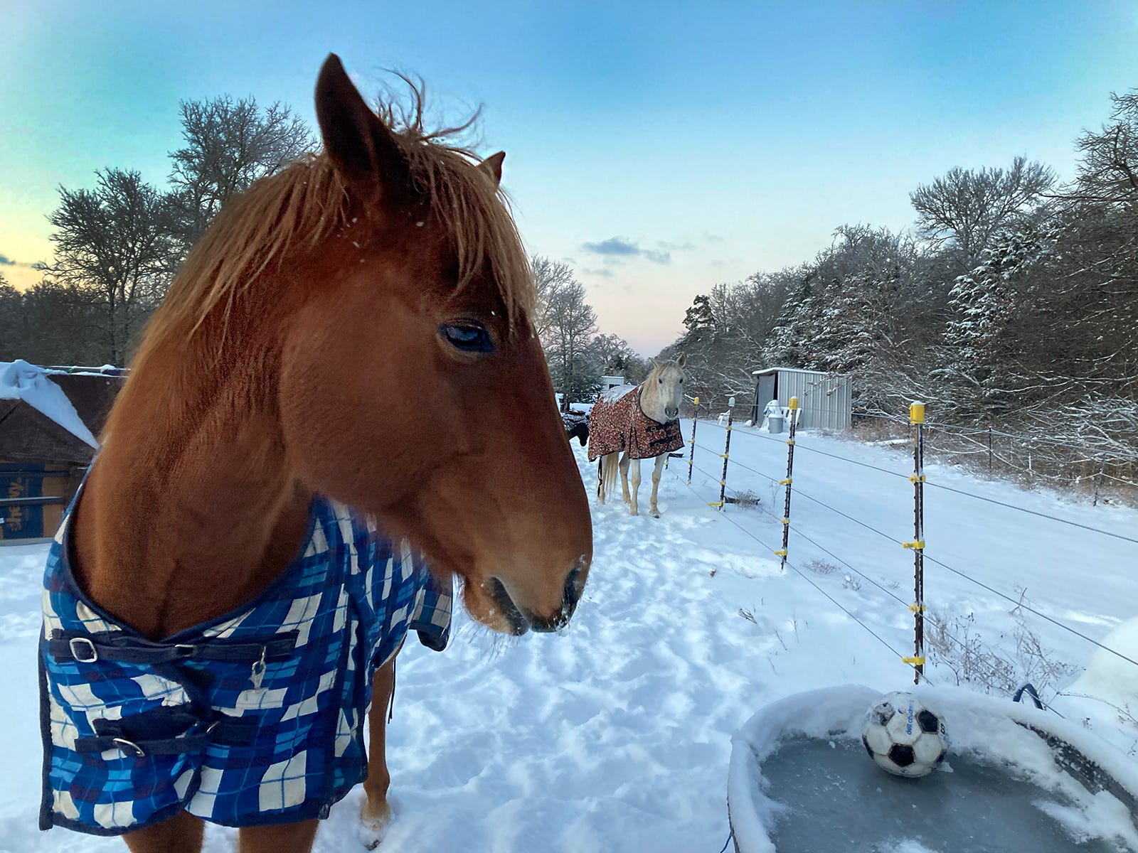 Horses wait for the ice to be broken in their water trough in Bastrop county as the sun rises Monday February 15, 2021. The area saw 4-6 inches of snow and below freezing temperatures.