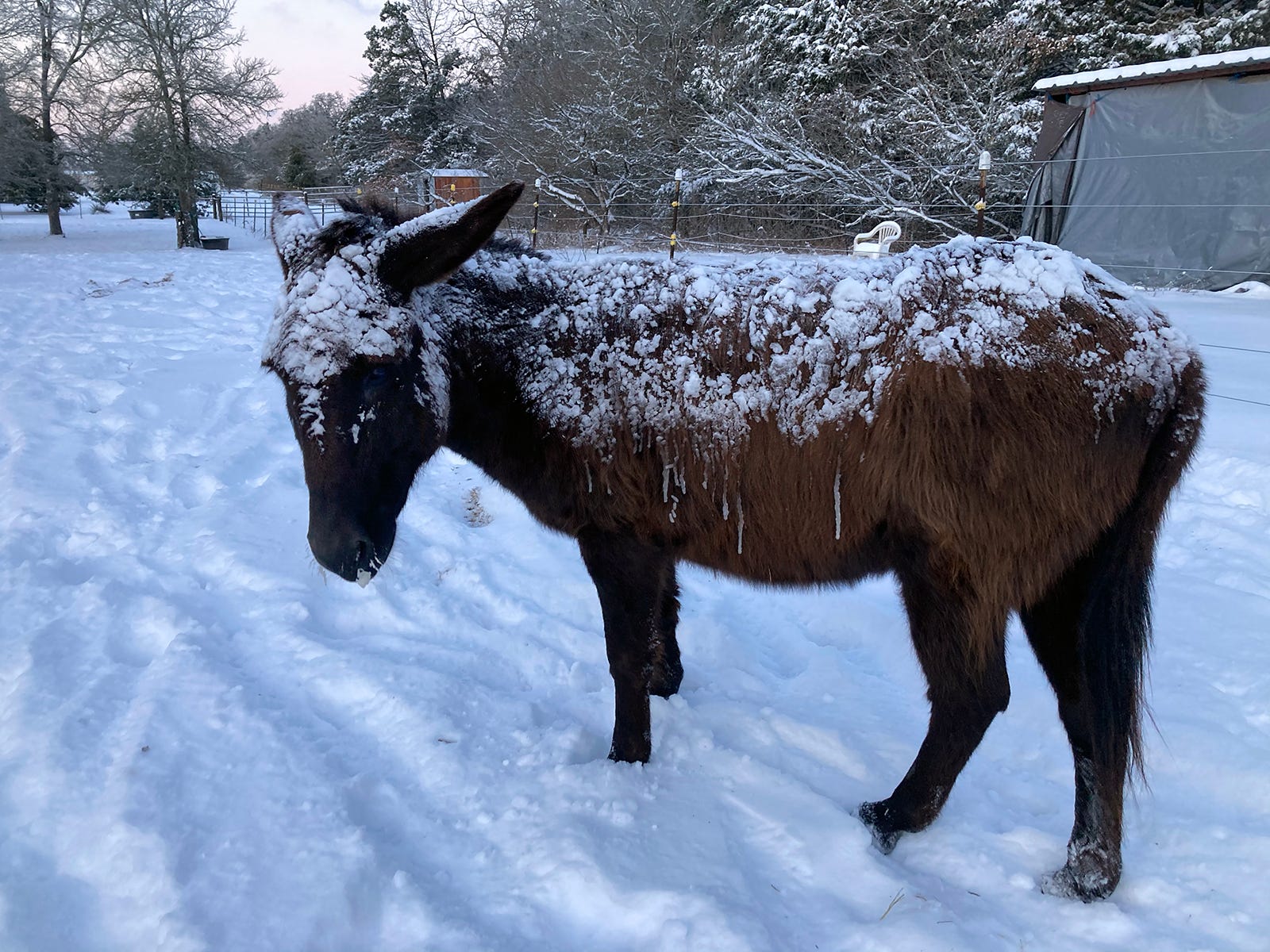 A donkey has icicles on his shaggy coat after winter weather hit Bastrop County. The area saw 4-6 inches of snow and temperatures below freezing.