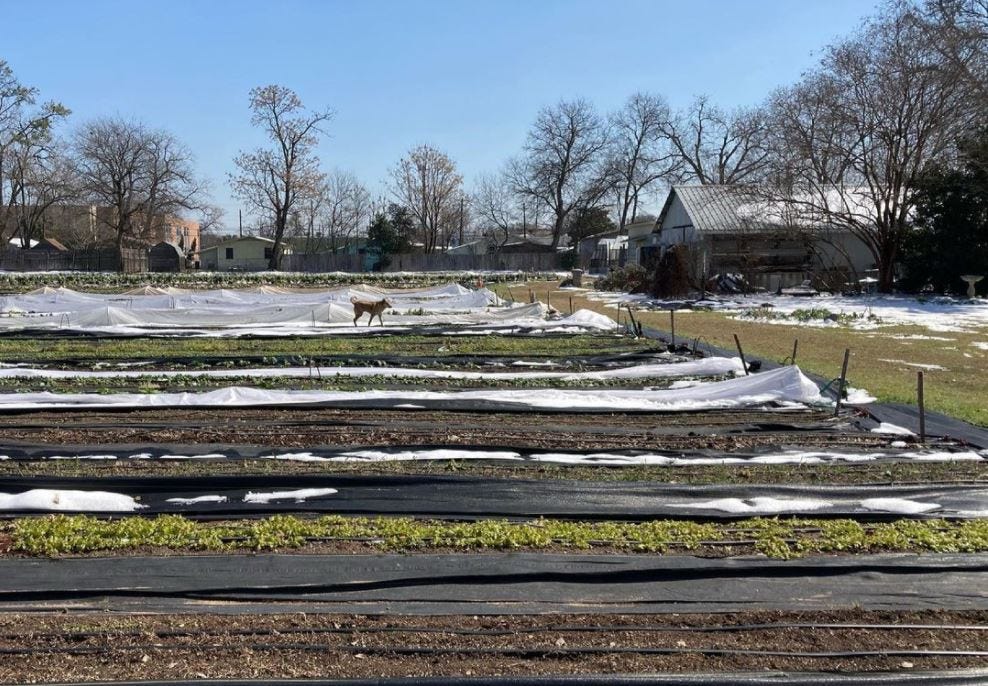 Boggy Creek Farm started the post-freeze recovery on Friday. The East Austin urban farm says its Saturday farmstand will be open.
