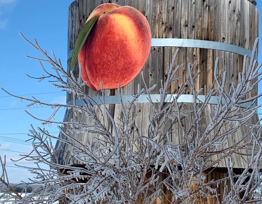 Like many Hill Country peach farms, Jenschke Orchards' crop wasn't as affected by the recent storm as other agricultural businesses in the area.